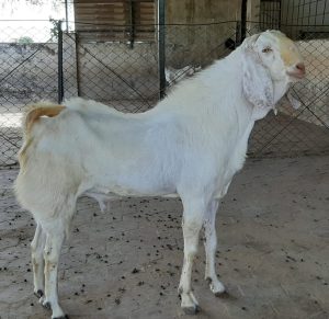 goatwal-hp3