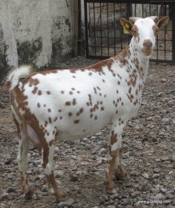 goatwala-barbari-female10