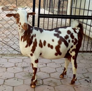 goatwala-barbari-female11