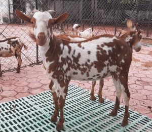 goatwala-barbari-female12
