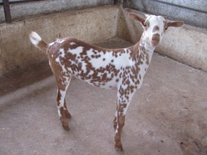 goatwala-barbari-female14