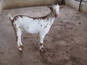 goatwala-barbari-female15