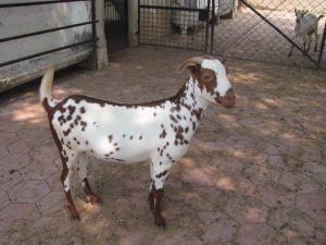 goatwala-barbari-female16