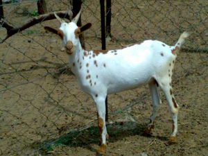 goatwala-barbari-female17