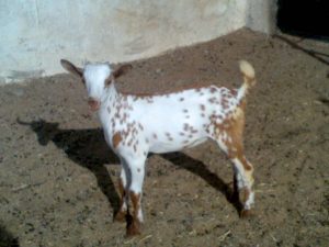 goatwala-barbari-female18