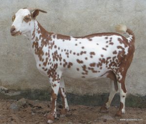 goatwala-barbari-female4