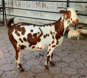 goatwala-barbari-female5