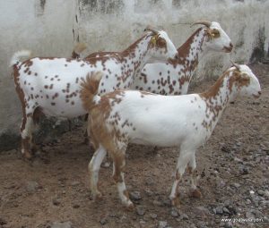 goatwala-barbari-female6