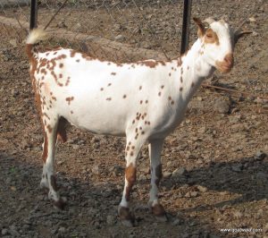 goatwala-barbari-female7