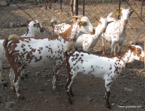 goatwala-barbari-female8