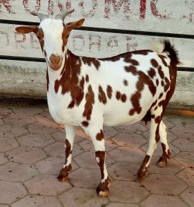 goatwala-barbari-female9