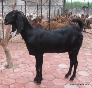 goatwala-beetal-female