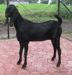 goatwala-beetal-female1