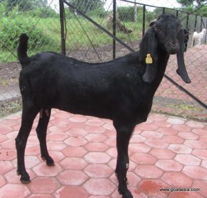 goatwala-beetal-female10