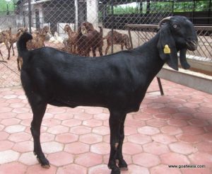 goatwala-beetal-female2