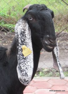goatwala-beetal-female3