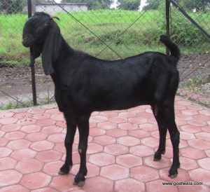 goatwala-beetal-female4