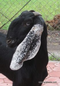 goatwala-beetal-female5