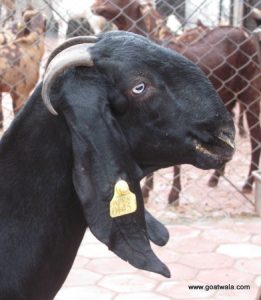 goatwala-beetal-female6