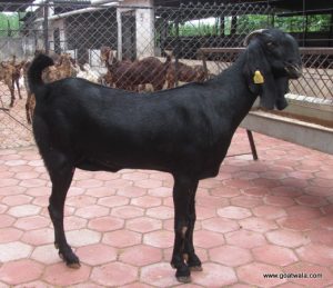 goatwala-beetal-female7