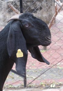 goatwala-beetal-female8
