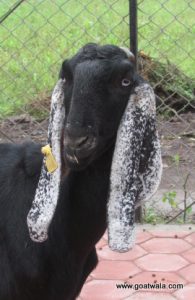 goatwala-beetal-female9