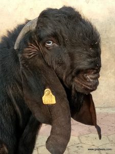 goatwala-beetal-male