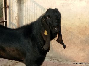 goatwala-beetal-male1