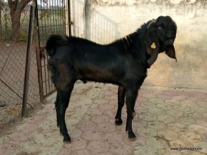 goatwala-beetal-male2