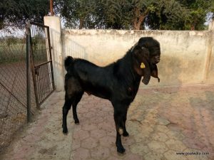 goatwala-beetal-male3