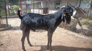 goatwala-beetal-male4