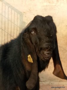 goatwala-beetal-male5
