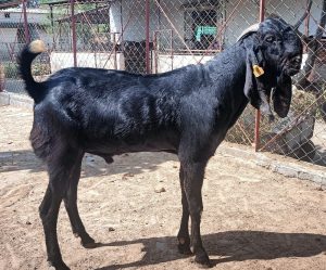 goatwala-beetal-male6