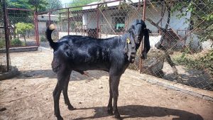 goatwala-beetal-male7