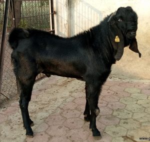 goatwala-beetal-male8