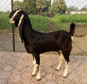 goatwala-karoli-female