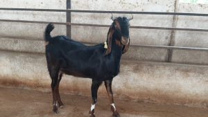goatwala-karoli-female1