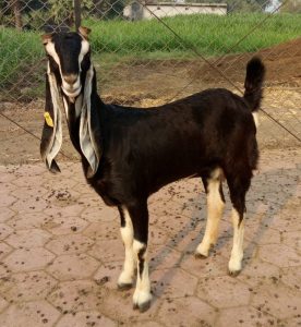 goatwala-karoli-female10