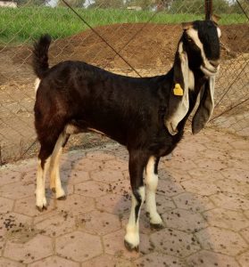 goatwala-karoli-female11