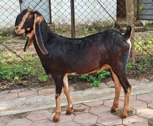 goatwala-karoli-female12