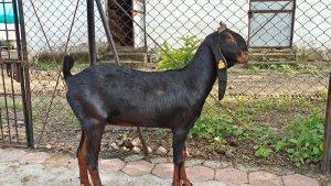 goatwala-karoli-female13