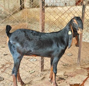 goatwala-karoli-female14