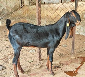 goatwala-karoli-female15