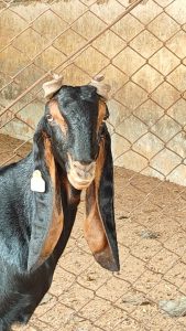 goatwala-karoli-female16