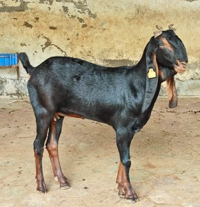 goatwala-karoli-female17