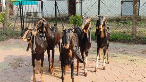 goatwala-karoli-female18