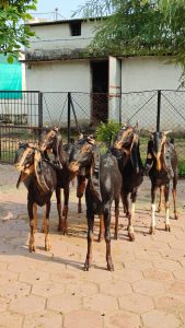 goatwala-karoli-female19