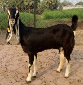 goatwala-karoli-female2