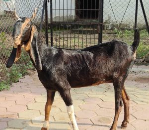 goatwala-karoli-female20