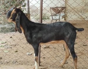 goatwala-karoli-female22
